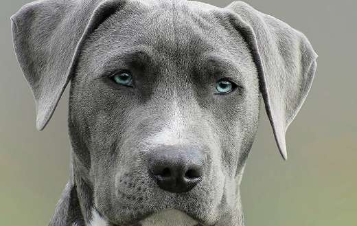 Adult black and white short coat dog