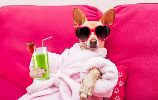 Chihuahua dog relaxing in spa wellness