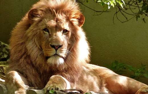 Close up portrait of lion puzzle