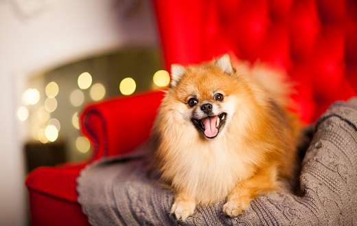 Cute chihuahua dog red armchair