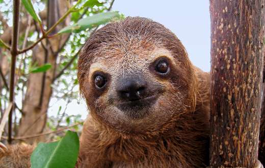 Cute face young brown sloth Central America