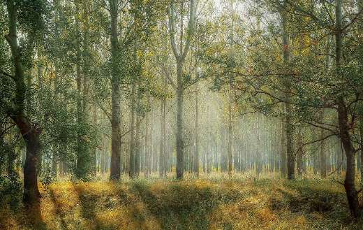 Fog forest sun rays online