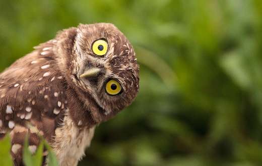 Funny burrowing owl Marco Island Florida