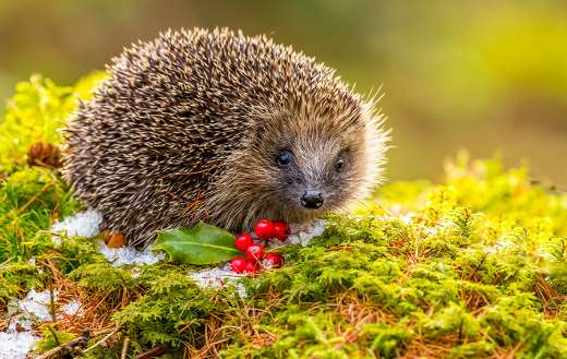 Hedgehog in winter with green moss red berries