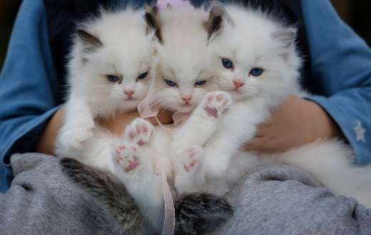 Holding three cute white kittens