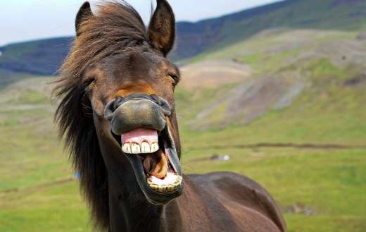 Icelandic horse give big smile