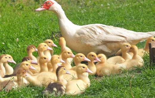Mother duck with 22 ducklings