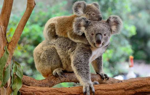 Mother koala with baby on the back
