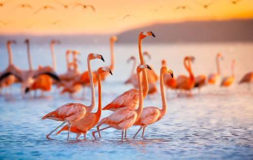 Pink flamingos in Celestun Mexico