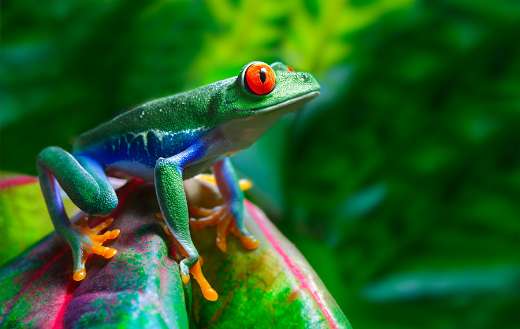 Red eyed tree frog puzzle