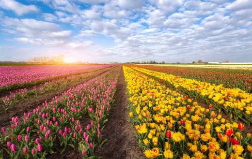 Rows blooming red yellow tulips spring scene Netherlands