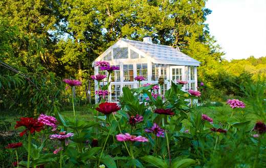 Victorian style green house garden of zinnias