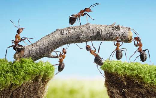 Ants leadership connectedness