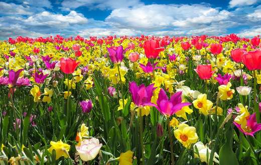 Daffodils tulips flowers online