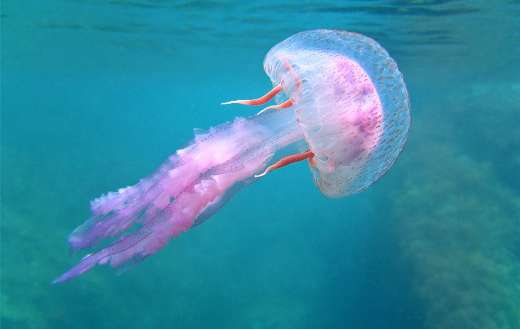 Dangerous jellyfish Mediterranean sea