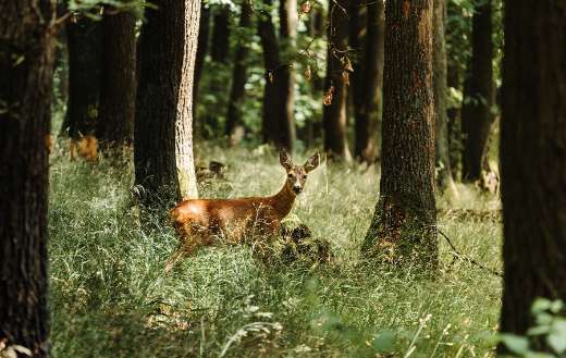 Deer animal forest online