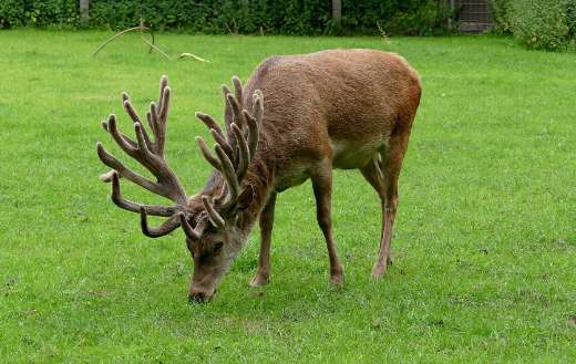 Deer antler animal eating