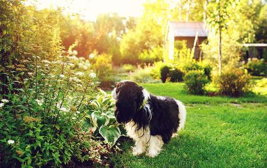 Dog walking in the garden on sunny day