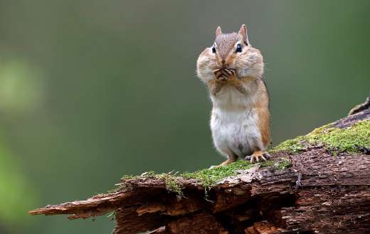 Eastern chipmunk on a mossy log