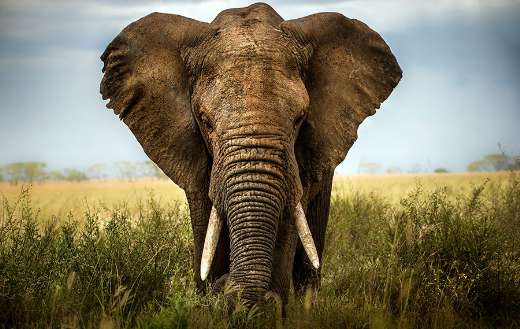 Elephant head online