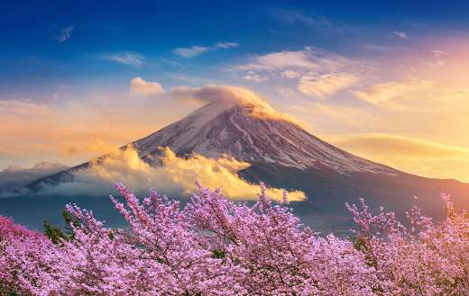 Fuji mountain cherry blossom Japan spring