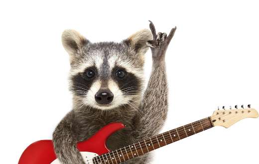 Funny raccoon with electric guitar