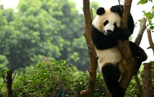 Giant panda in the tree online