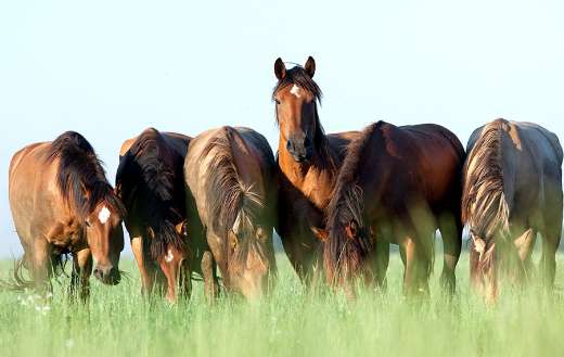 Group of brown horses online