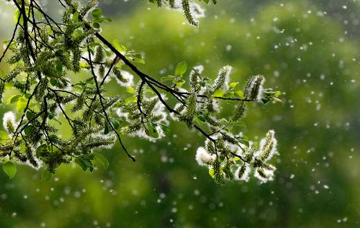Hay fever pollen puzzle