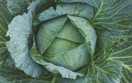 Kale cabbage super green