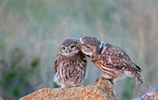 Little-owl-standing-on-a-stone