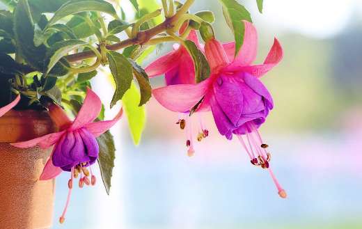 Macro purple pink flowers