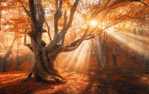 Magical old tree online