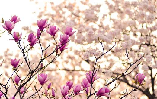 Magnolia branches puzzle