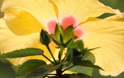 Marshmallow hibiscus flower