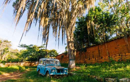 Old blue landrover under gigantic tropical tree