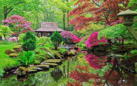 Beauty in nature online