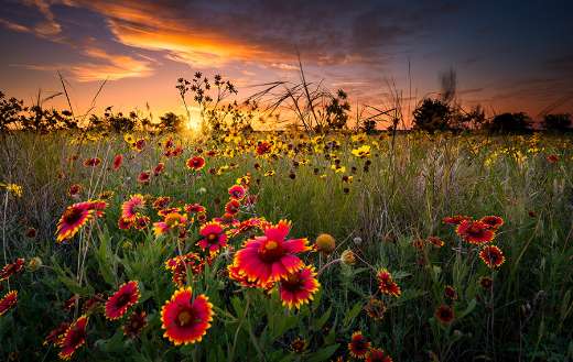 Blanket flowers puzzle