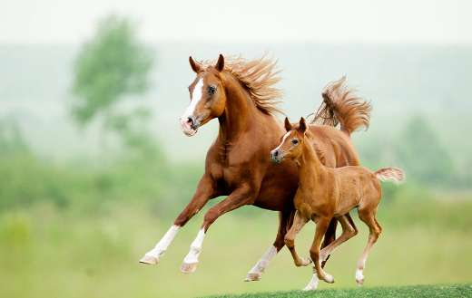 Brown stallion online