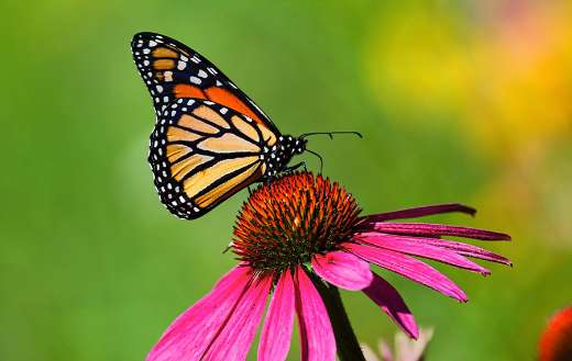 Butterfly on flower pollen