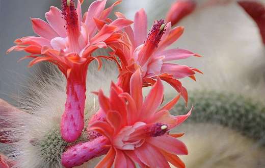 Cactus flowers online