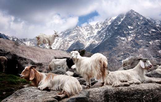 Cashmere and merino wool goat