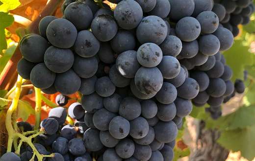 Close up photo of cluster of grapes