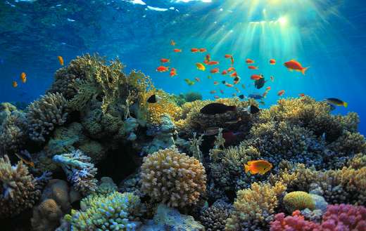 Coral reef biodiversity online