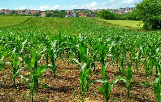 Corn plant on field online