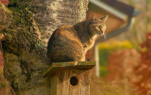 Domestic cat bird house watch