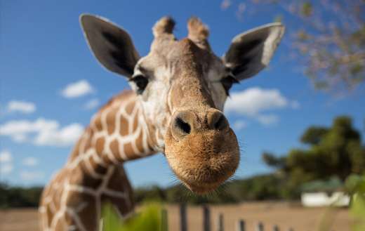 Dromedary camel online