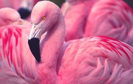 Elegance Chilean flamingo
