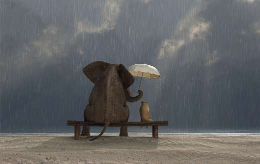 Elephant and dog sit under the rain