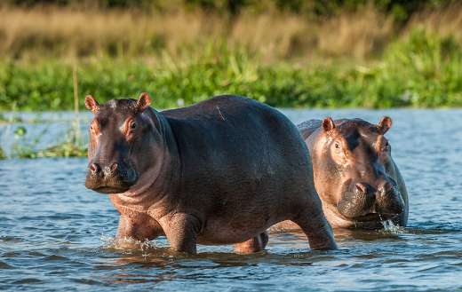 Endangered species online